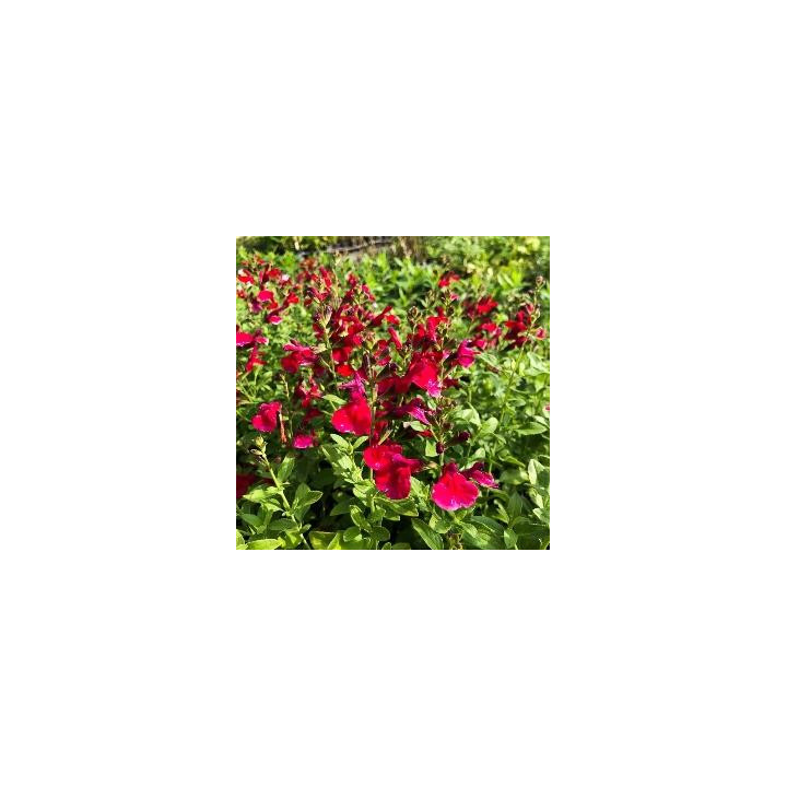 Sauge Greggii - Rouge