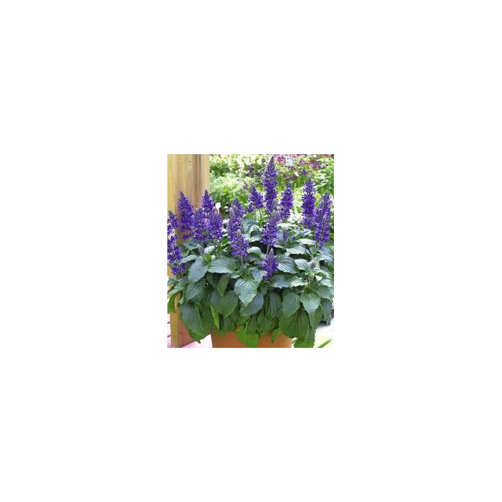 Sauge Mystic - Bleue
