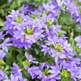 Scaevola - Violet