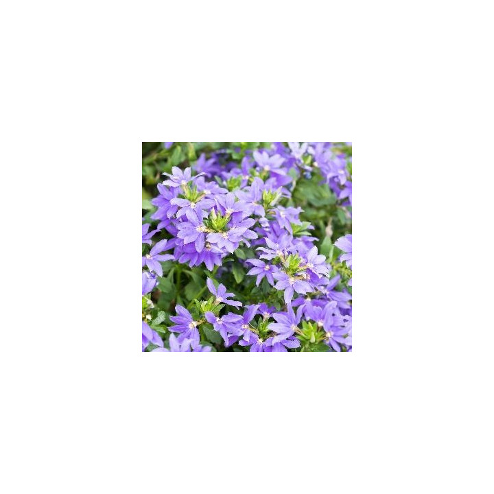 Scaevola - Violet