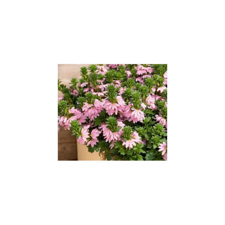 Scaevola - Rose