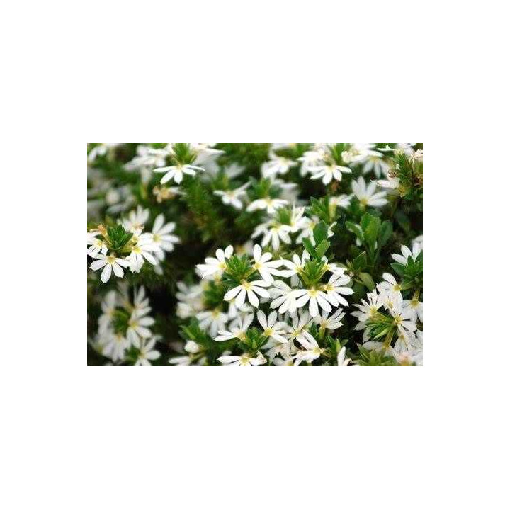 Scaevola - Blanc