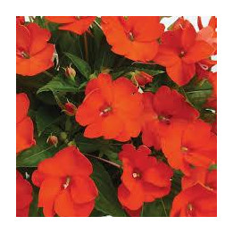 Sunpatiens Compact - Orange vif