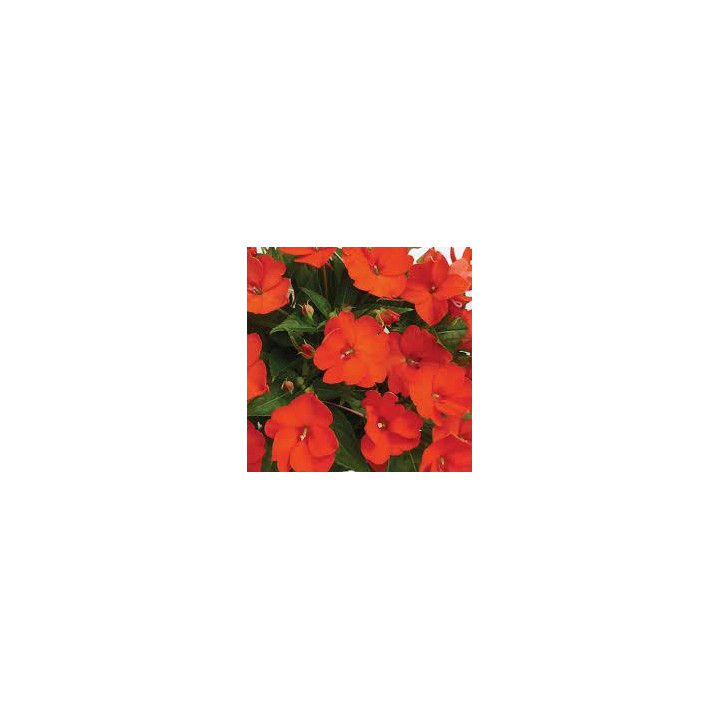 Sunpatiens Compact - Orange vif