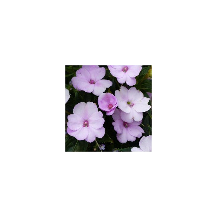 Sunpatiens Compact - Rose pâle orchidée