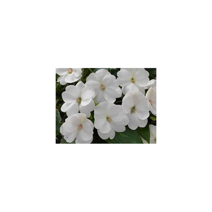 Sunpatiens Compact - Blanc