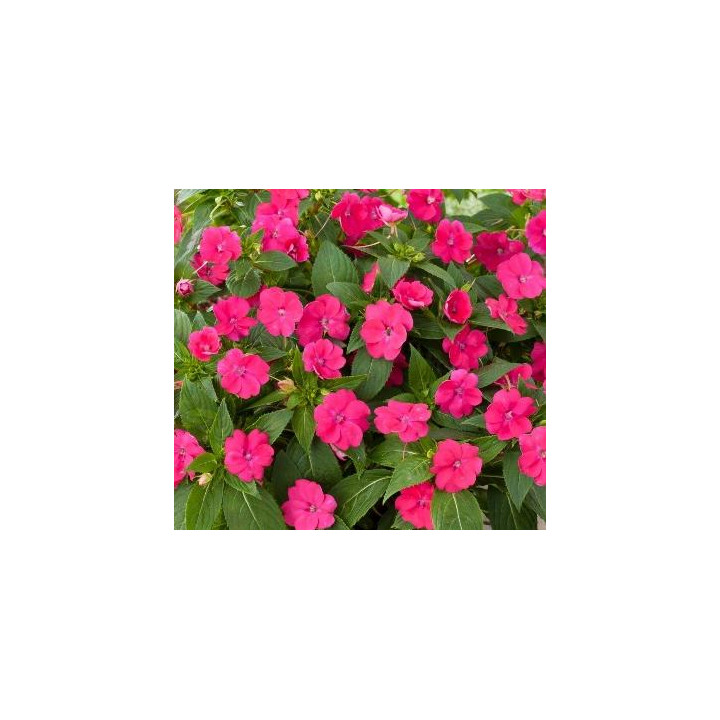 Sunpatiens Compact - Magenta