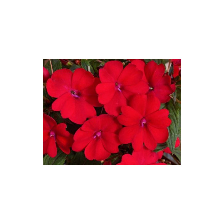 Sunpatiens Compact - Rouge