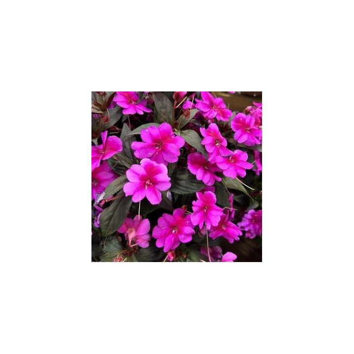 Sunpatiens Compact - Rose vif veiné pourpre