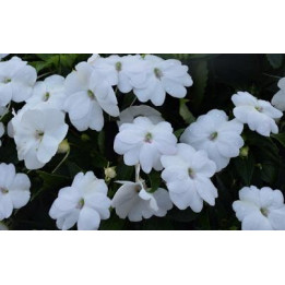 Sunpatiens Haute - Lavande