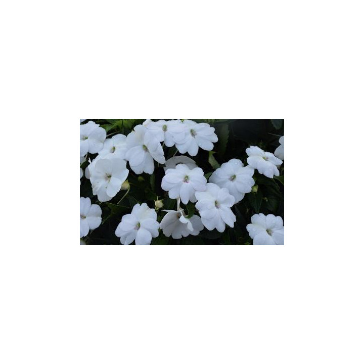 Sunpatiens Haute - Lavande