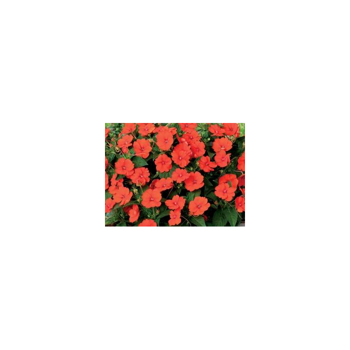 Sunpatiens Haute - Orange