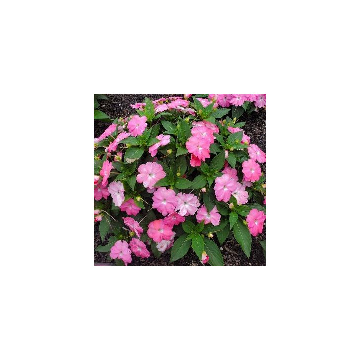 Sunpatiens Haute - Rose