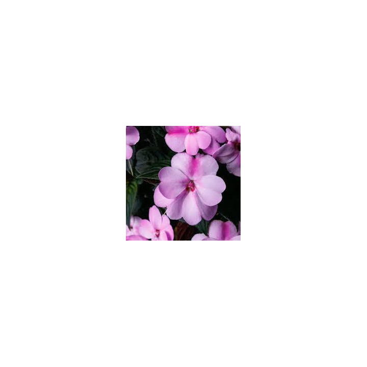Sunpatiens Haute - Blanc