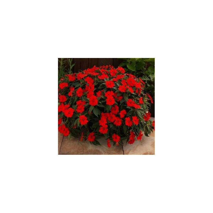 Sunpatiens Haute - Rouge