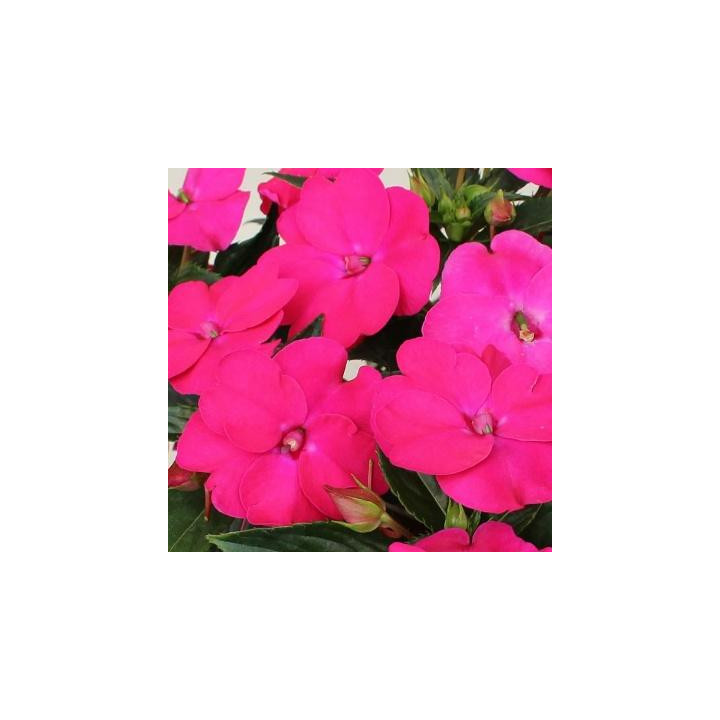 Sunpatiens Haute - Magenta