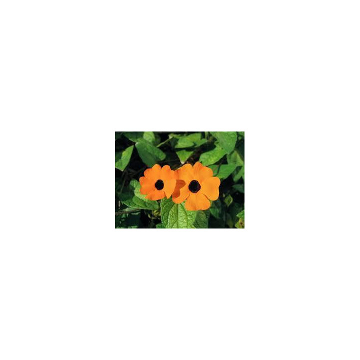 Thumbergia - Orange cœur noir