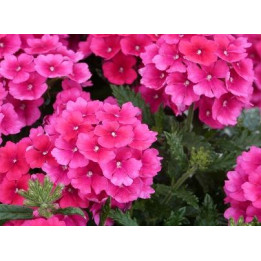 Verveine - Rose