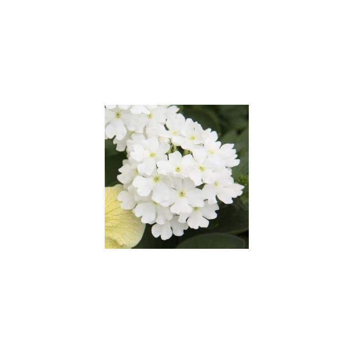 Verveine - Blanche