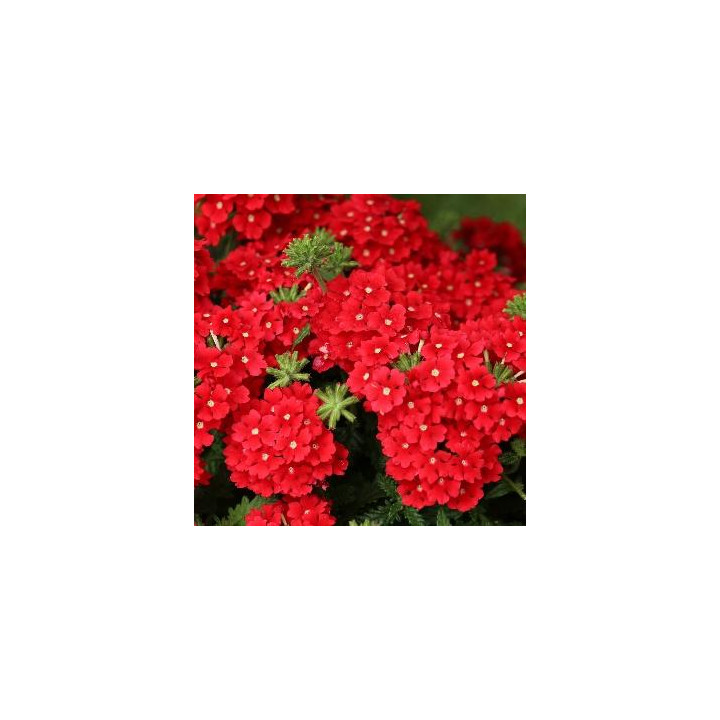 Verveine - Rouge