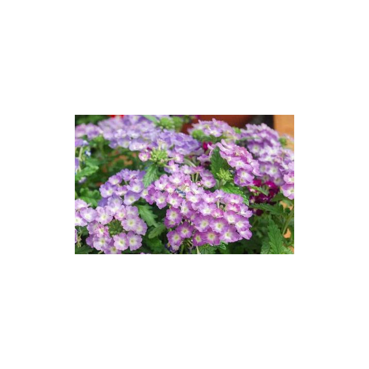 Verveine - Mauve