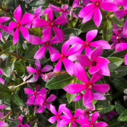 Vinca - Rose intense