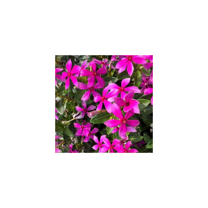 Vinca - Rose intense
