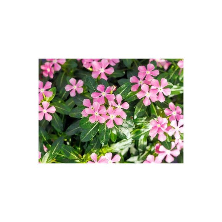 Vinca - Rose à œil blanc