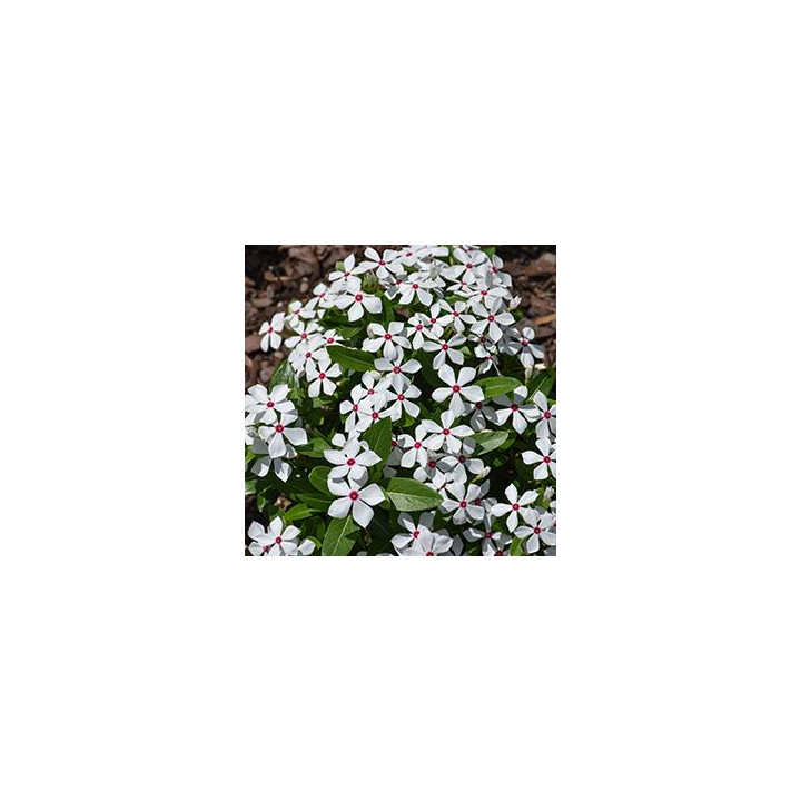 Vinca - Blanc
