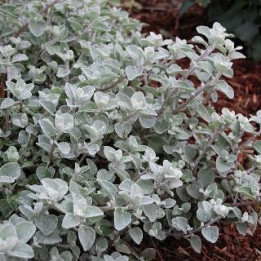 Helichrysum