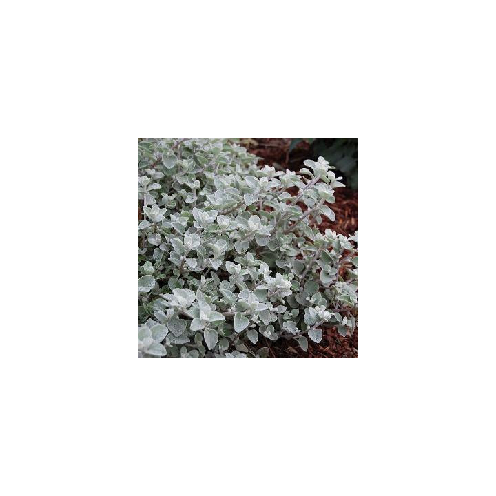 Helichrysum