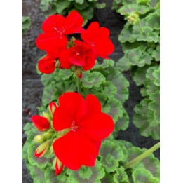 Géranium zonal - Rouge vif