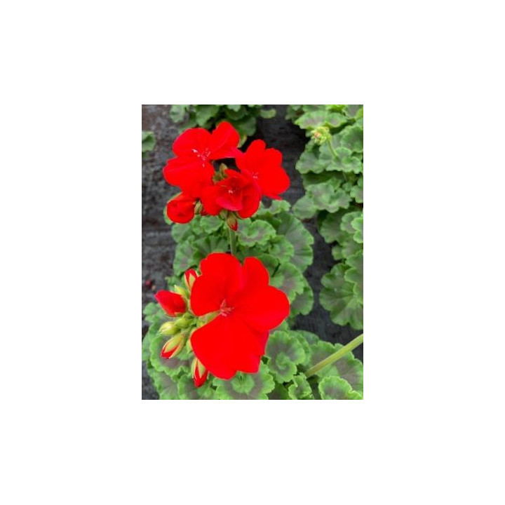 Géranium zonal - Rouge vif