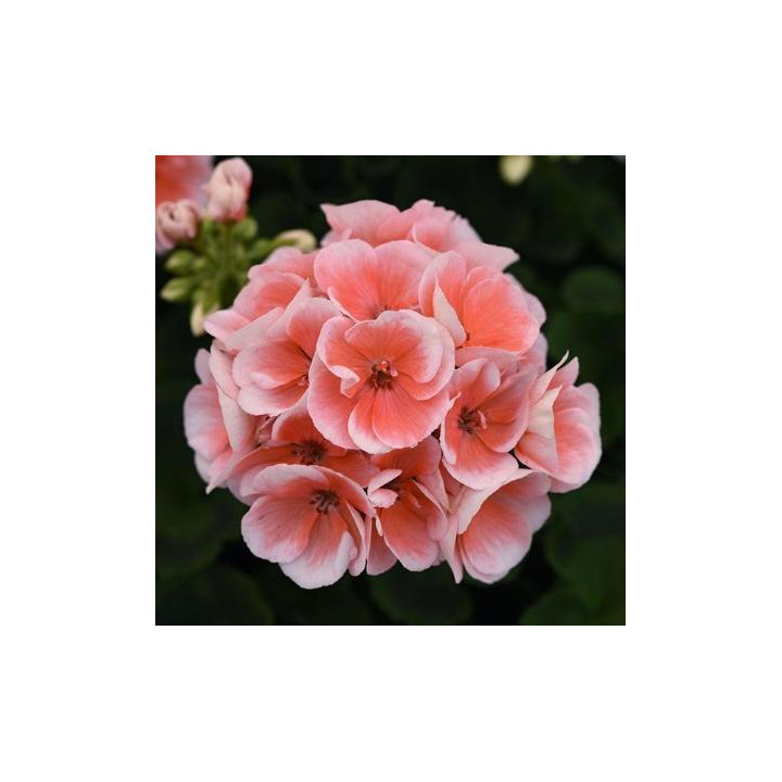 Géranium zonal - Saumon