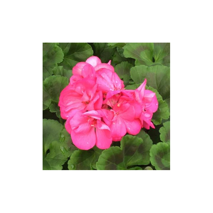 Géranium zonal - Rose intense