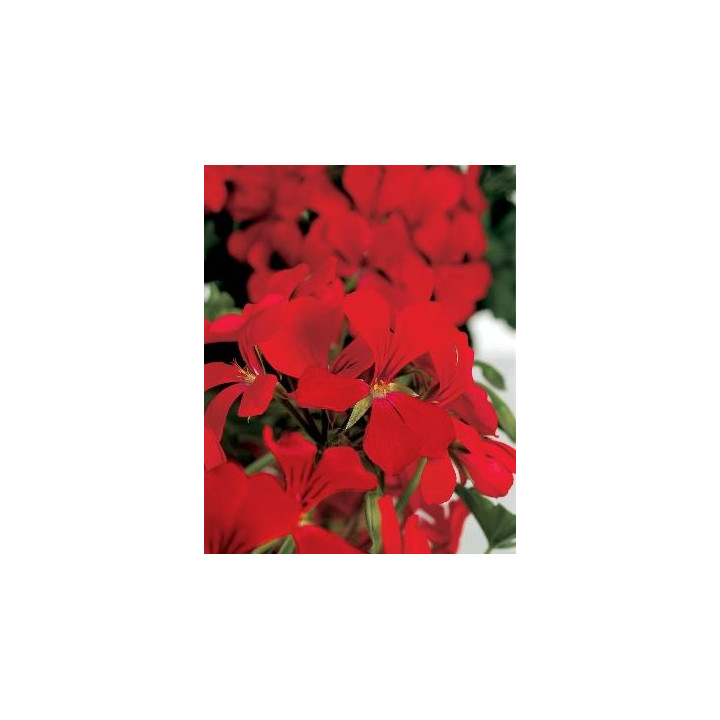 Géranium lierre double - Fleurs simples rouge