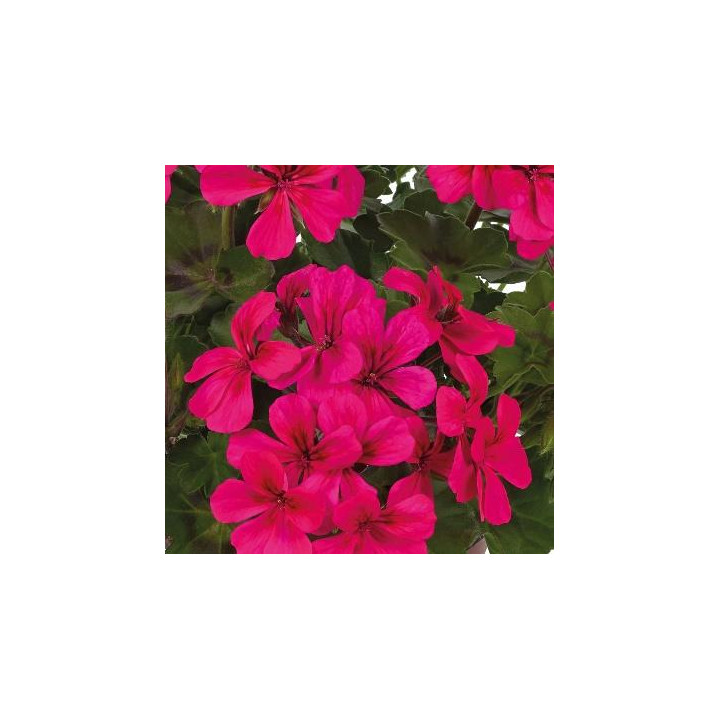Géranium lierre double - Fleurs simples rose