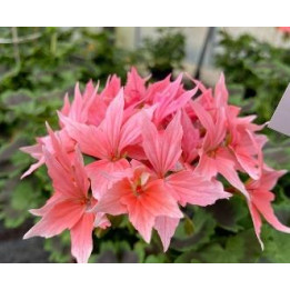 Géranium zonal - Rose fleurs étoilées