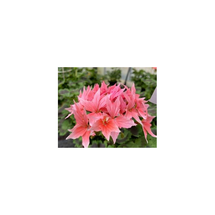 Géranium zonal - Rose fleurs étoilées