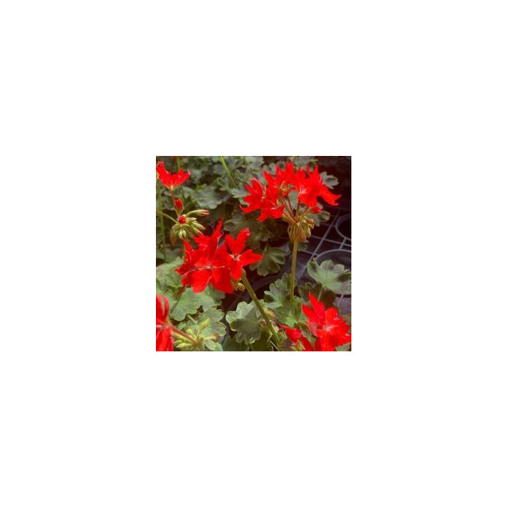 Géranium zonal - Rouge fleurs étoilées