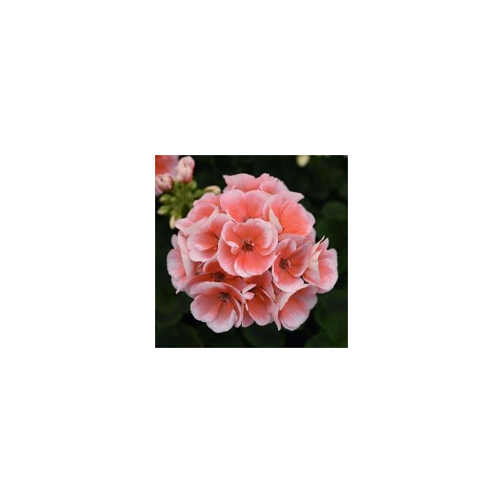 Géranium zonal - Saumon