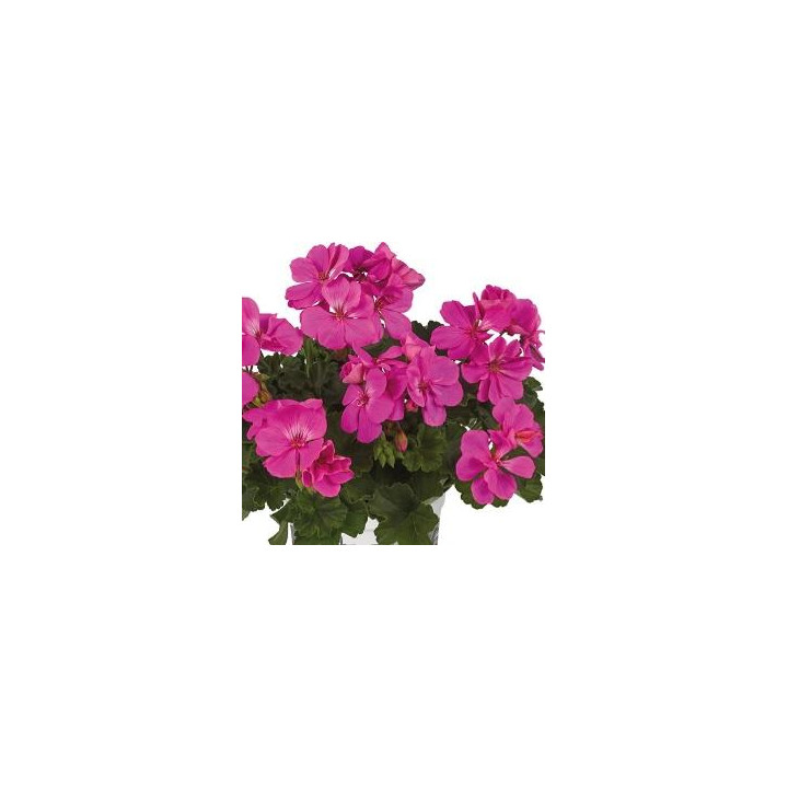 Géranium zonal - Violet