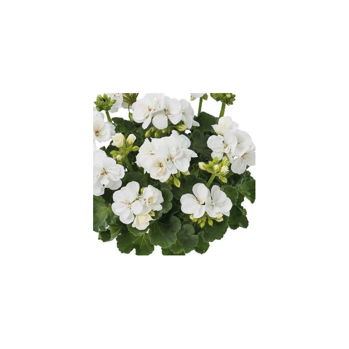 Géranium zonal - Blanc