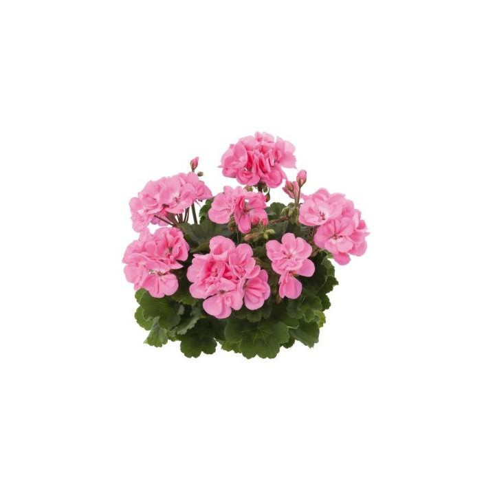 Géranium zonal - Rose