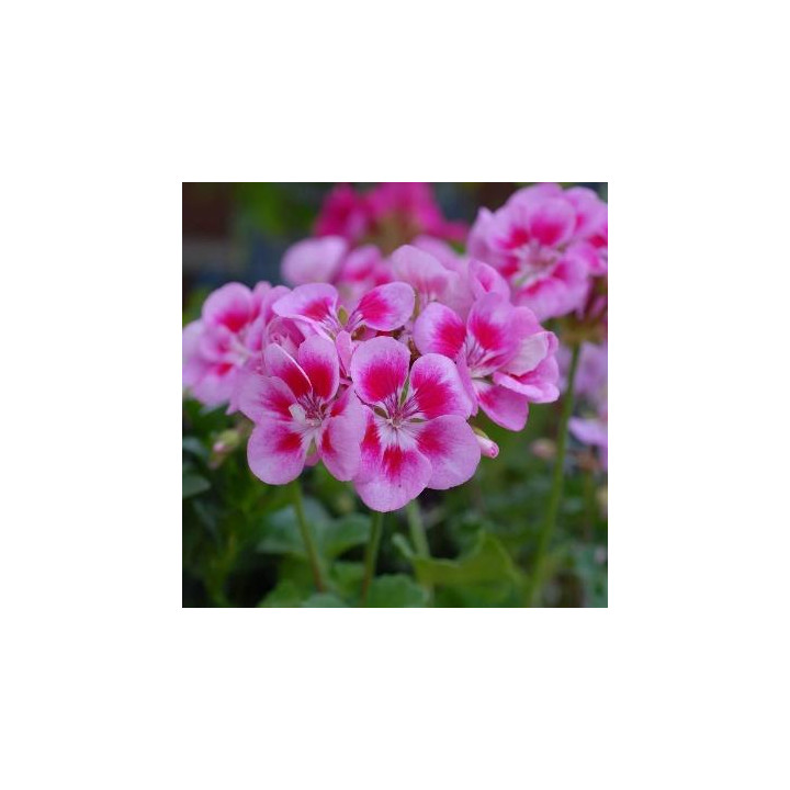Géranium zonal - Rose à œil
