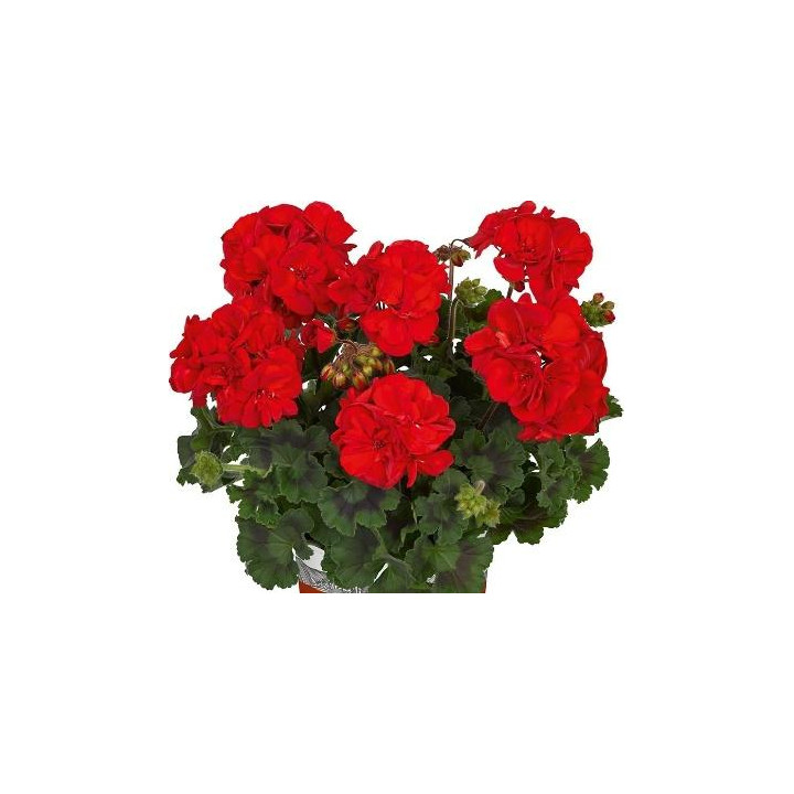 Géranium zonal - Rouge