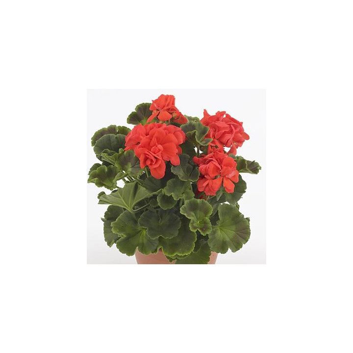 Géranium zonal - Orange