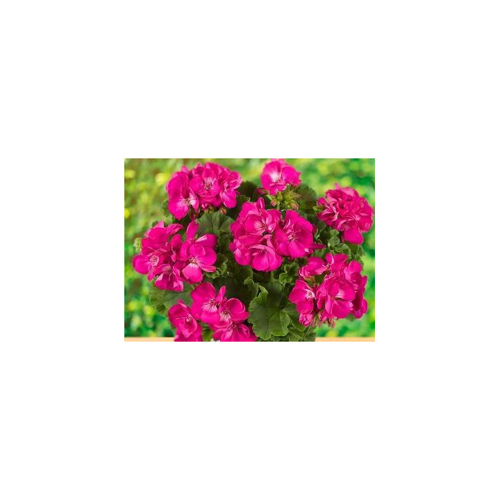 Géranium zonal - Rose intense