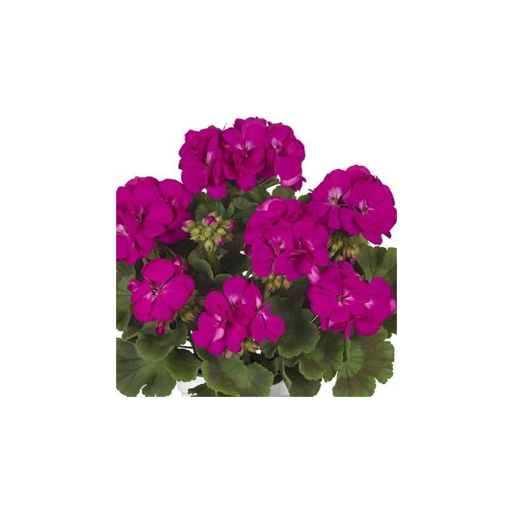 Géranium zonal - Fuchsia