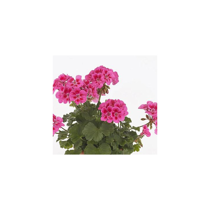 Géranium zonal - Pourpre à œil